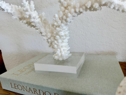 Real Branch Coral Fossil Specimen: 14.75" x 13" x 7.5" Coastal Décor (Lucite Mount)