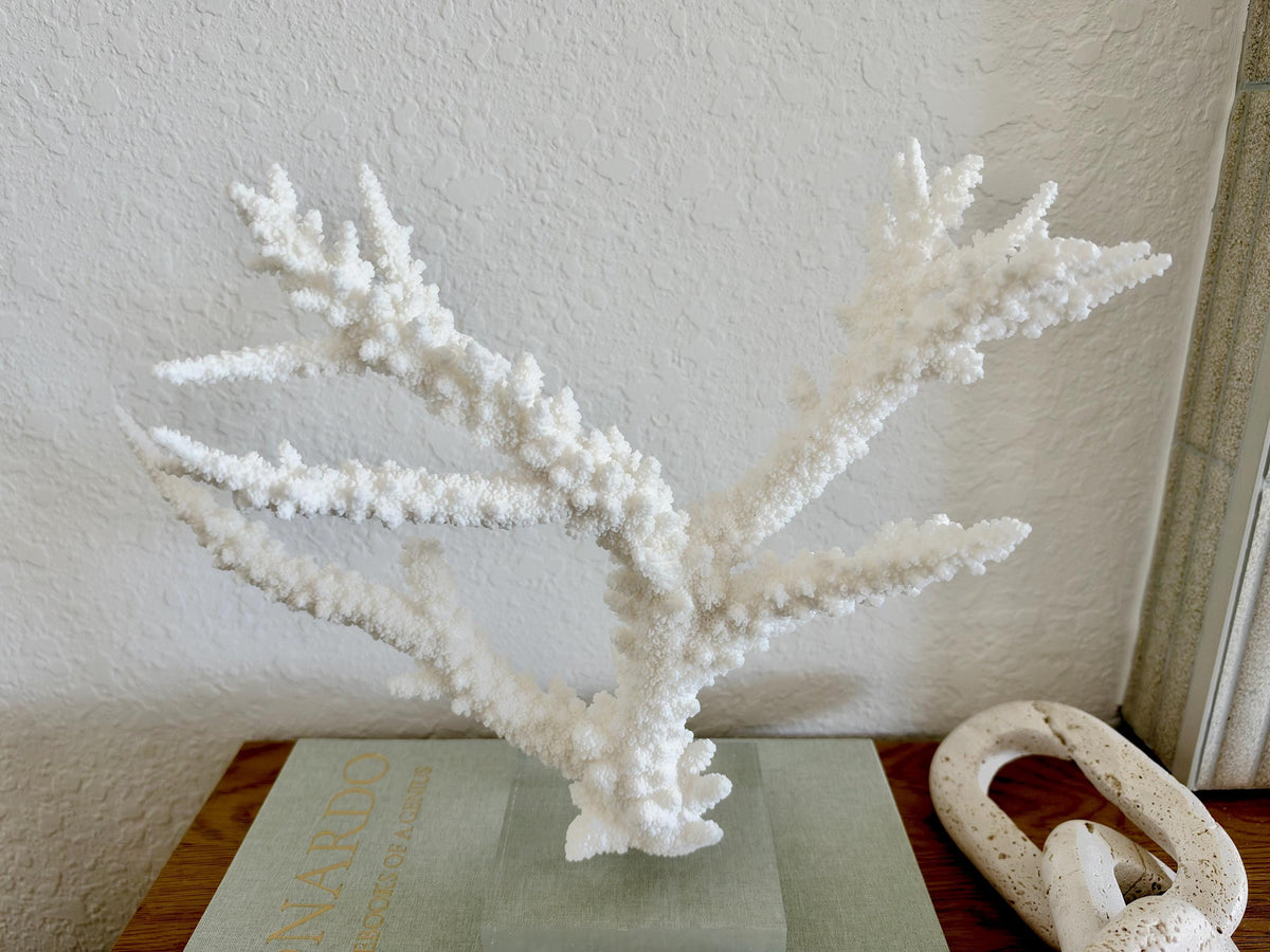 Real Branch Coral Fossil Specimen: 13.5" x 10.5" x 4" Coastal Décor (Lucite Mount)