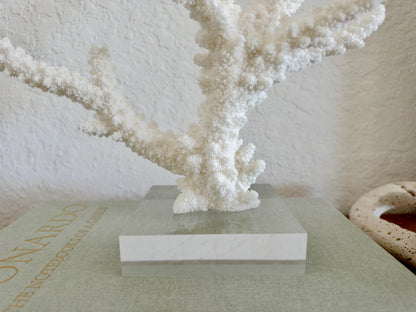 Real Branch Coral Fossil Specimen: 13.5" x 10.5" x 4" Coastal Décor (Lucite Mount)