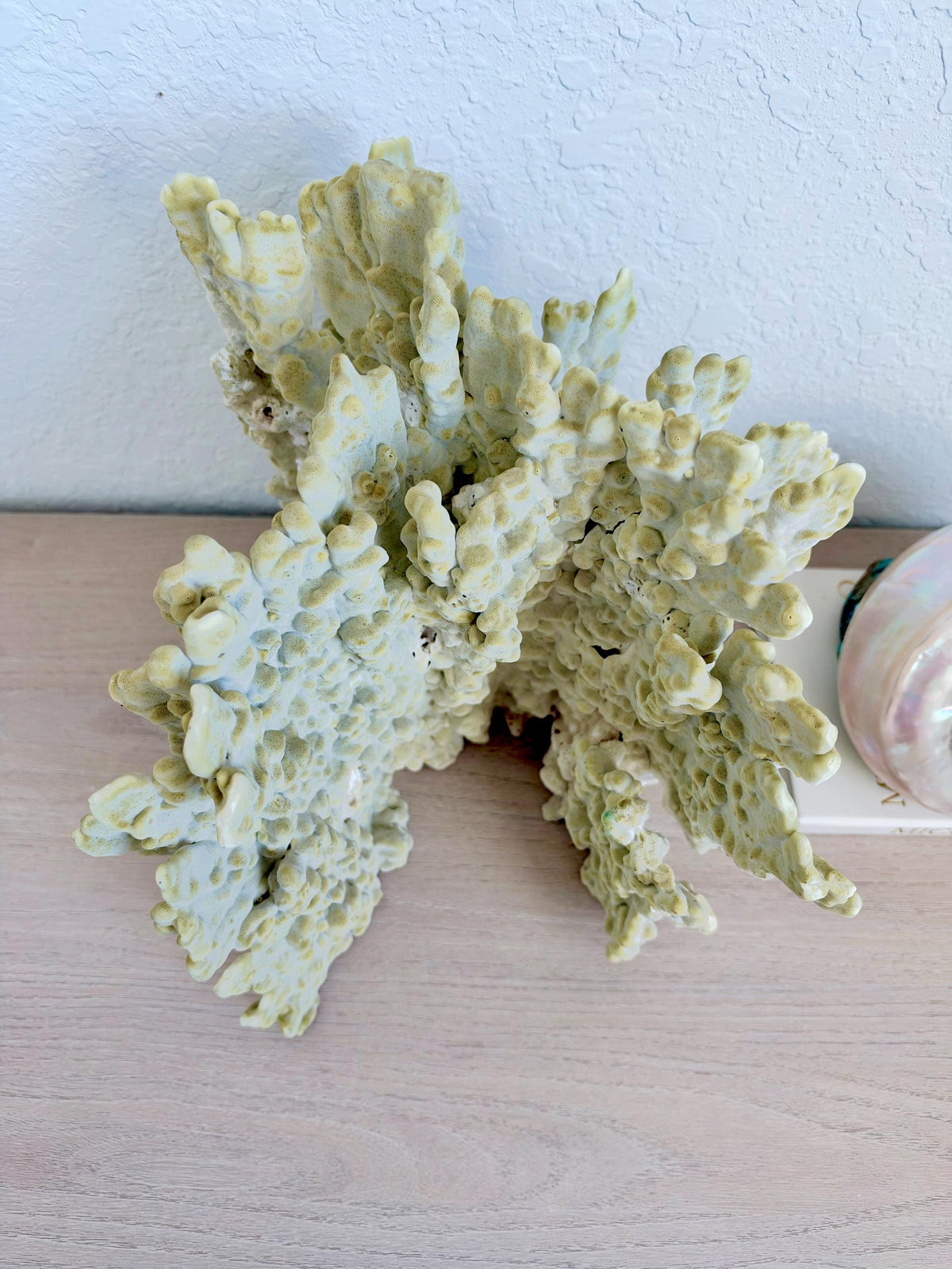 Natural Fire Slab Fossil: 14" x 14" x 12" Coastal Beach House GreenDécor