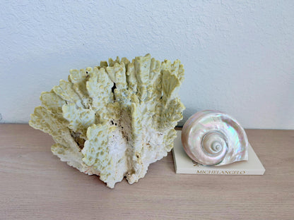 Natural Fire Slab Fossil: 14" x 14" x 12" Coastal Beach House GreenDécor