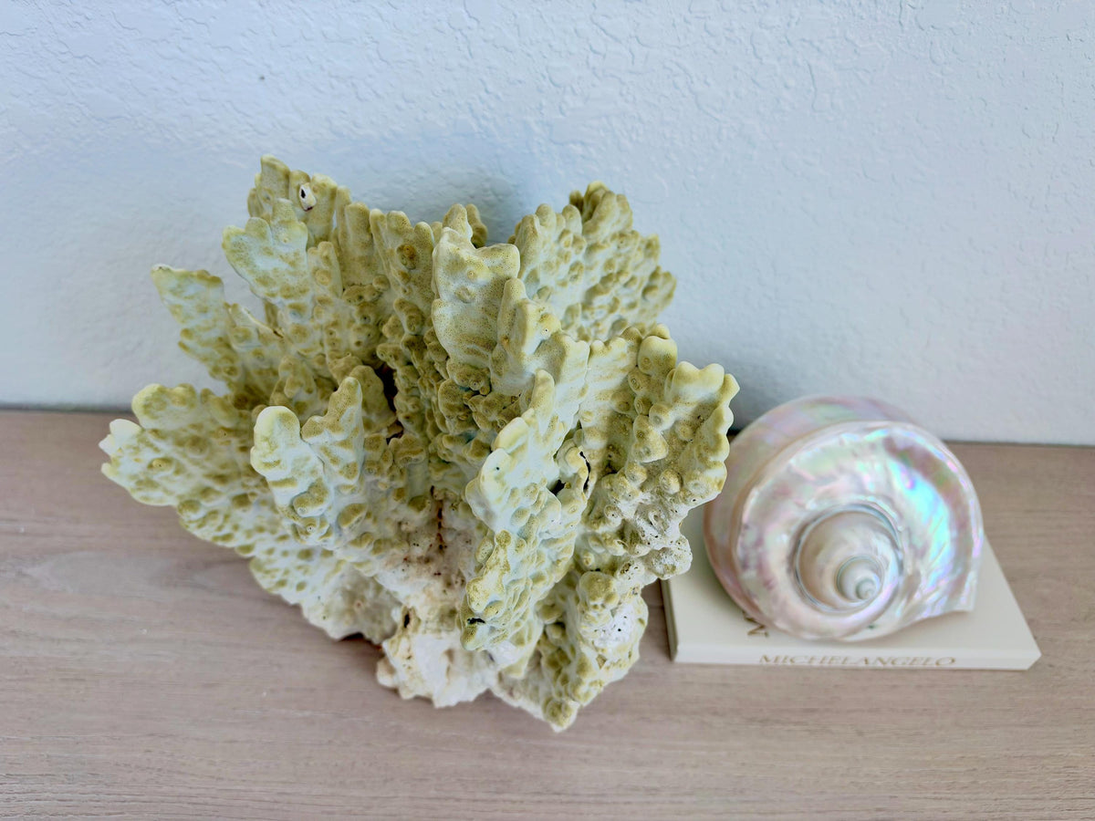 Natural Fire Slab Fossil: 14" x 14" x 12" Coastal Beach House GreenDécor