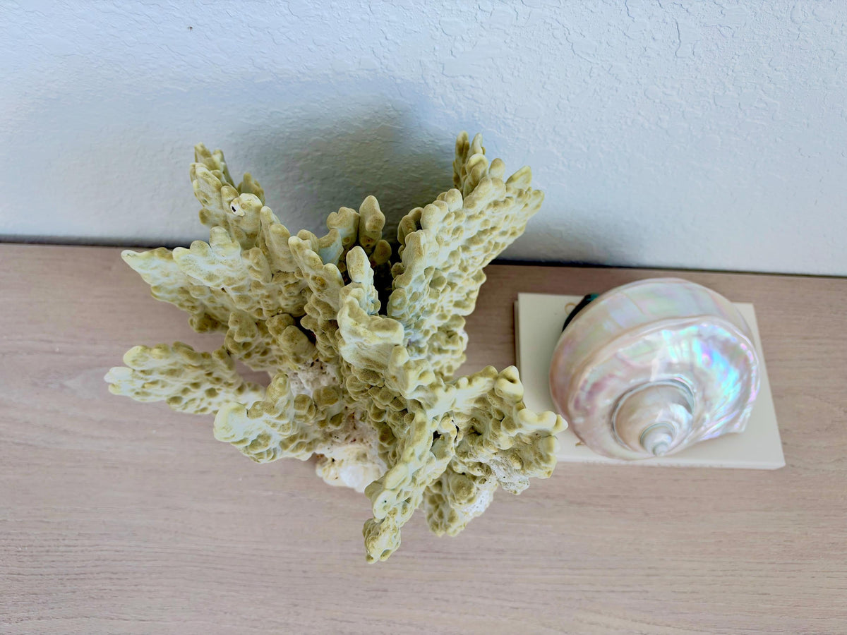 Natural Fire Slab Fossil: 14" x 14" x 12" Coastal Beach House GreenDécor