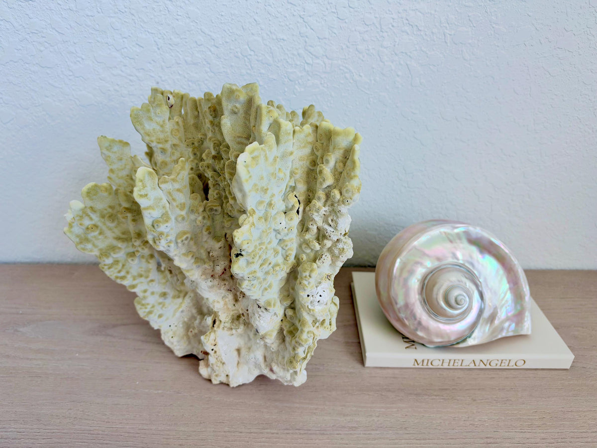 Natural Fire Slab Fossil: 14" x 14" x 12" Coastal Beach House GreenDécor