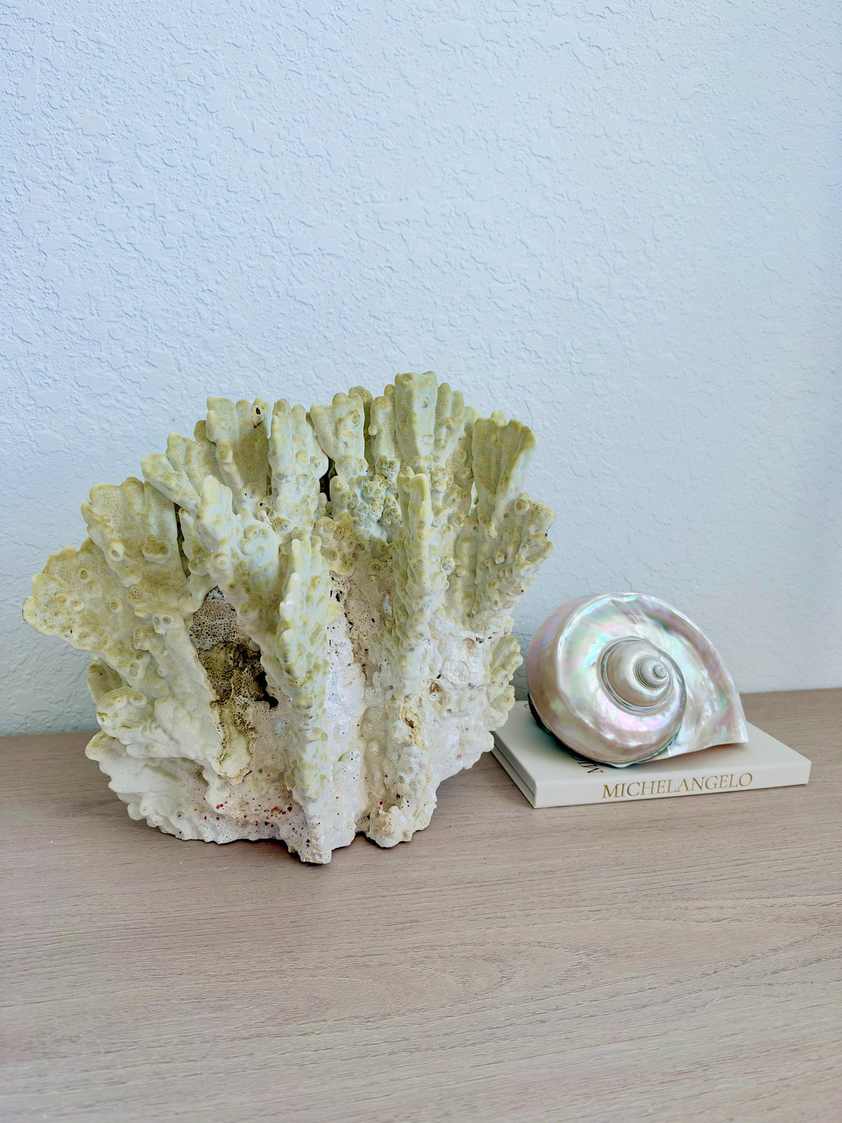 Natural Fire Slab Fossil: 14" x 14" x 12" Coastal Beach House GreenDécor