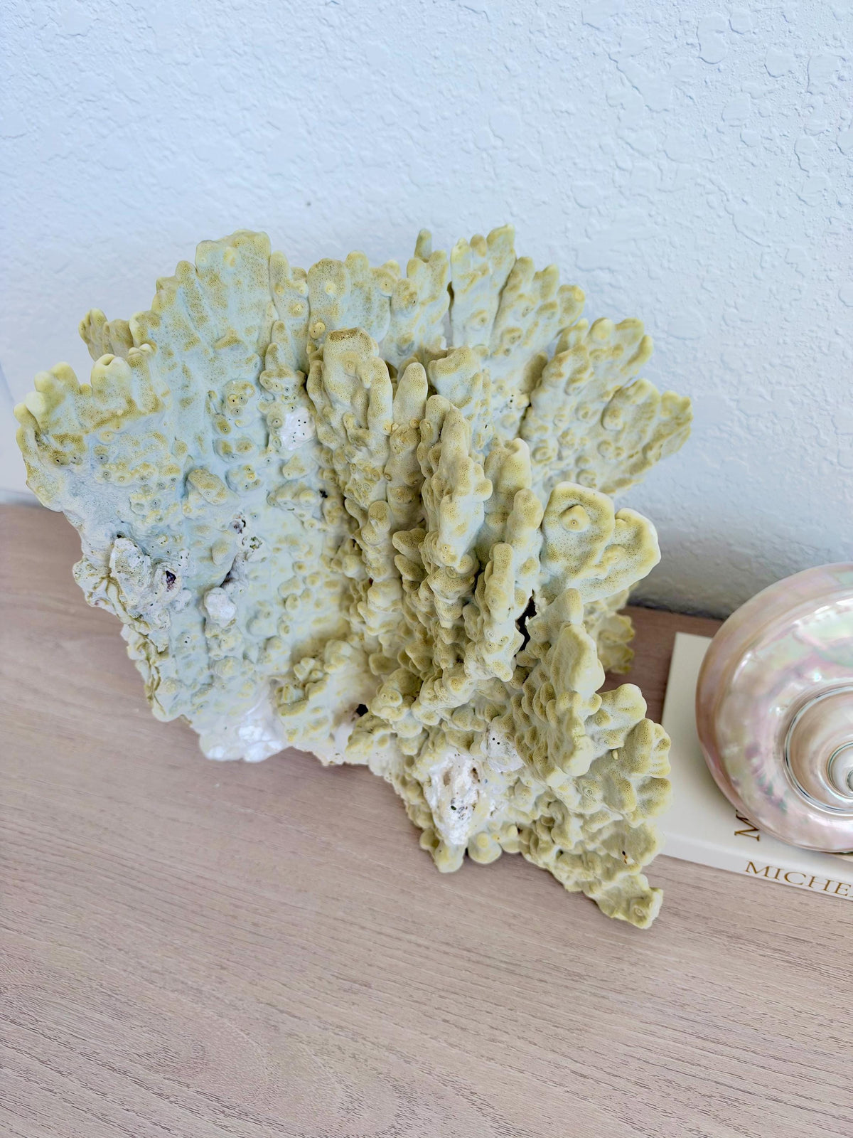 Natural Fire Slab Fossil: 14" x 14" x 12" Coastal Beach House GreenDécor