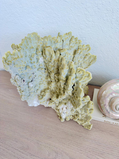 Natural Fire Slab Fossil: 14" x 14" x 12" Coastal Beach House GreenDécor