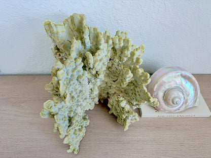 Natural Fire Slab Fossil: 14" x 14" x 12" Coastal Beach House GreenDécor