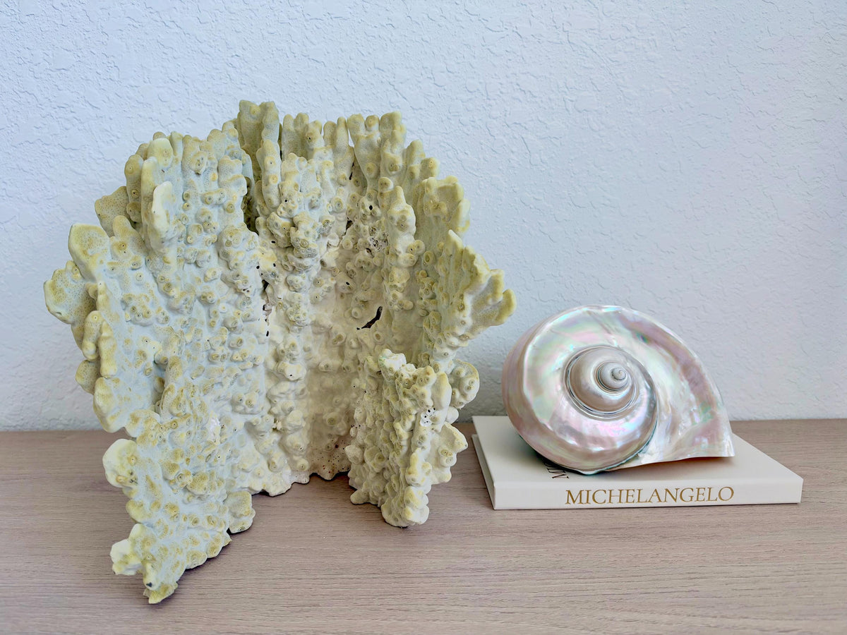 Natural Fire Slab Fossil: 14" x 14" x 12" Coastal Beach House GreenDécor