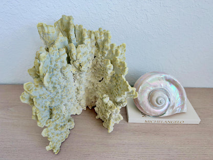 Natural Fire Slab Fossil: 14" x 14" x 12" Coastal Beach House GreenDécor