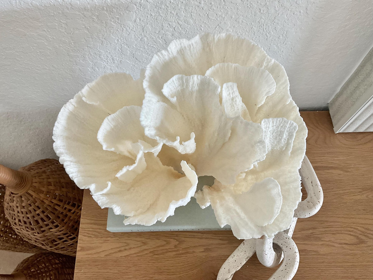 Natural Poca Coral Fossil: 11" x 10" x 9" Coastal Beach House White Décor