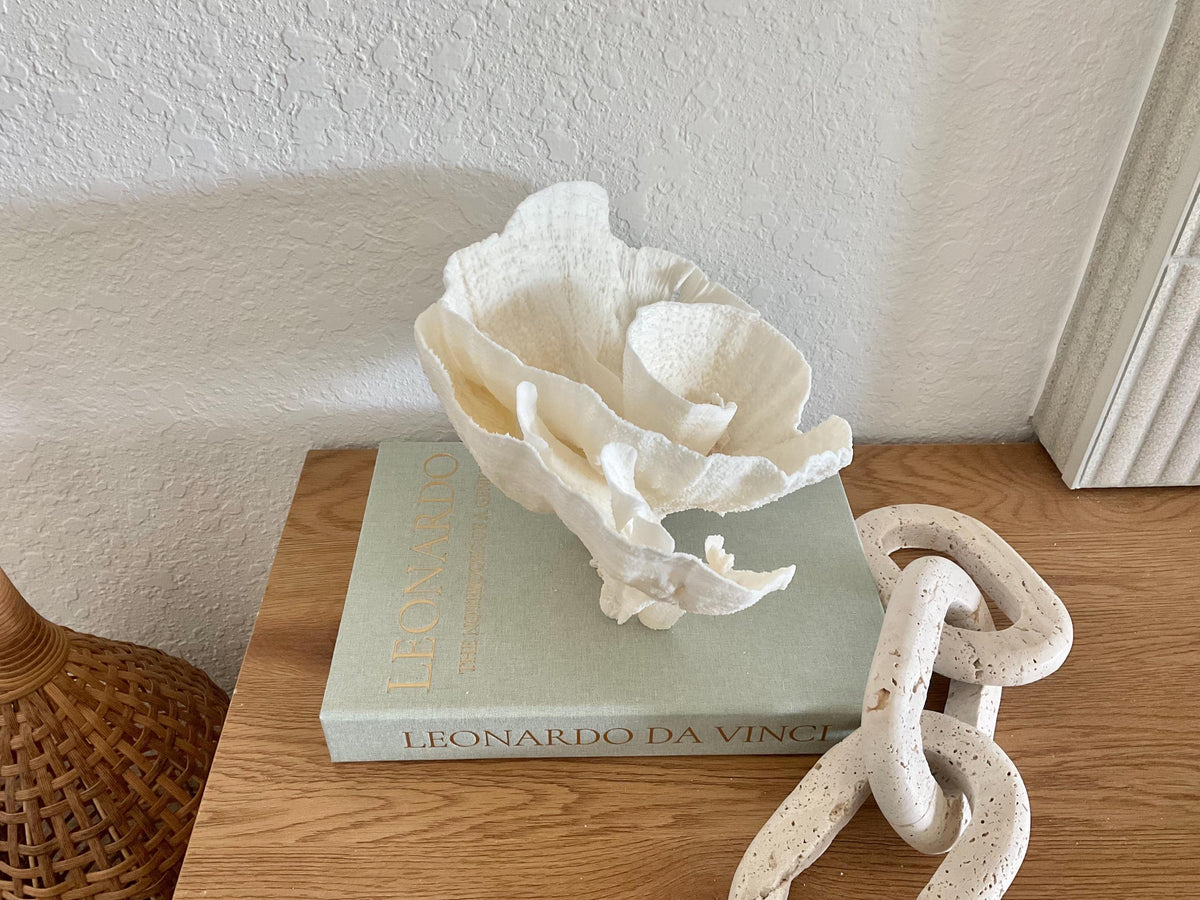Natural Poca Coral Fossil: 11" x 8" x 7" Coastal Beach House White Décor