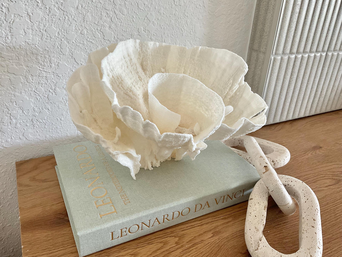 Natural Poca Coral Fossil: 11" x 8" x 7" Coastal Beach House White Décor