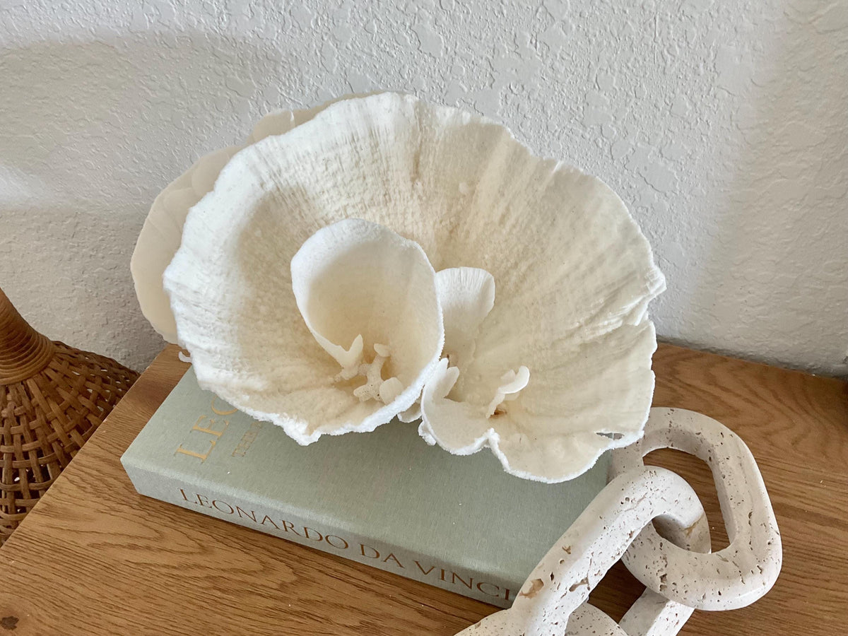 Natural Poca Coral Fossil: 11" x 8" x 7" Coastal Beach House White Décor