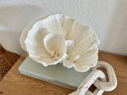 Natural Poca Coral Fossil: 11" x 8" x 7" Coastal Beach House White Décor