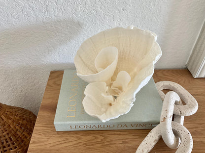 Natural Poca Coral Fossil: 11" x 8" x 7" Coastal Beach House White Décor