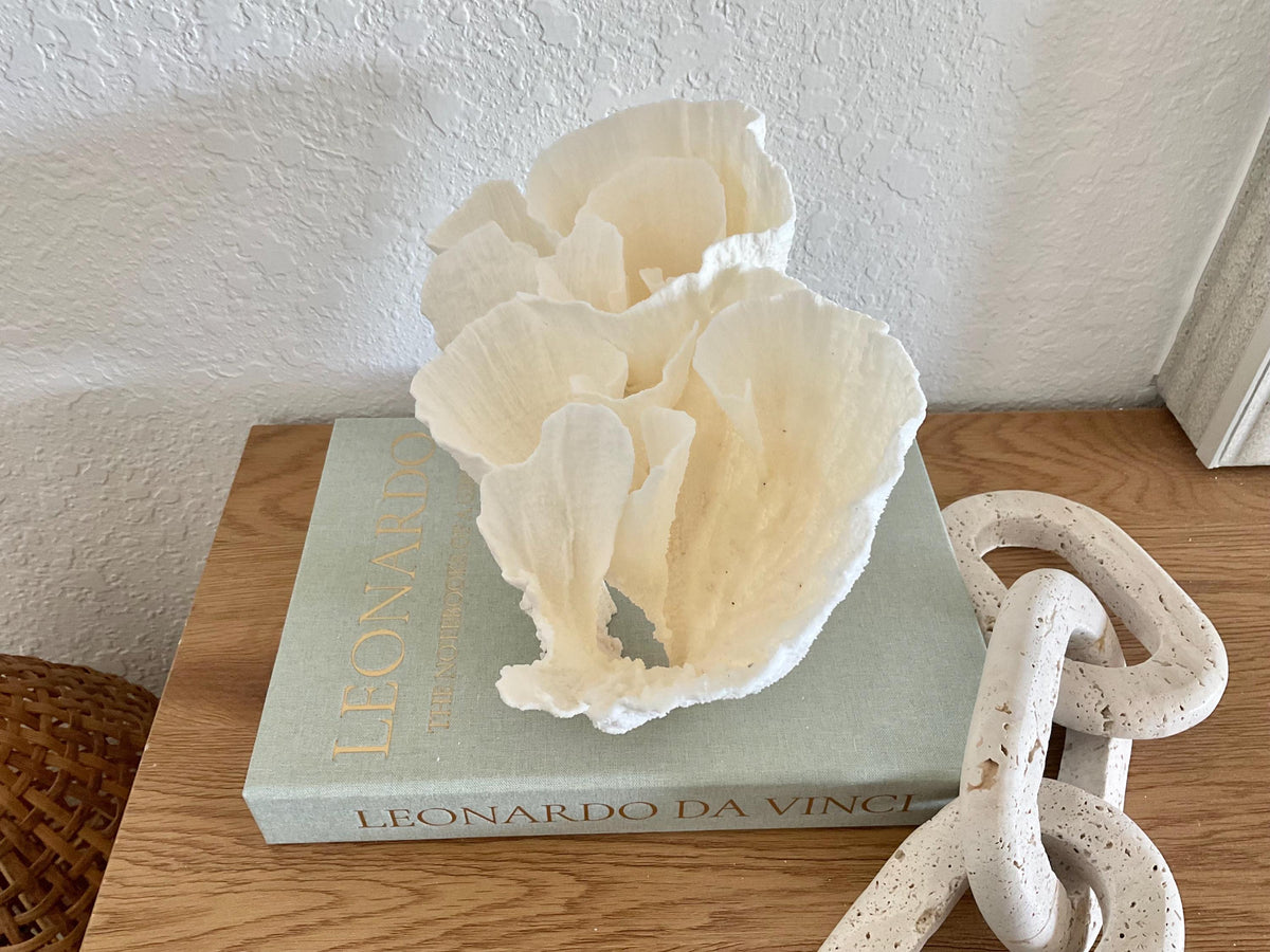 Natural Poca Coral Fossil: 10" x 7" x 7" Coastal Beach House White Décor