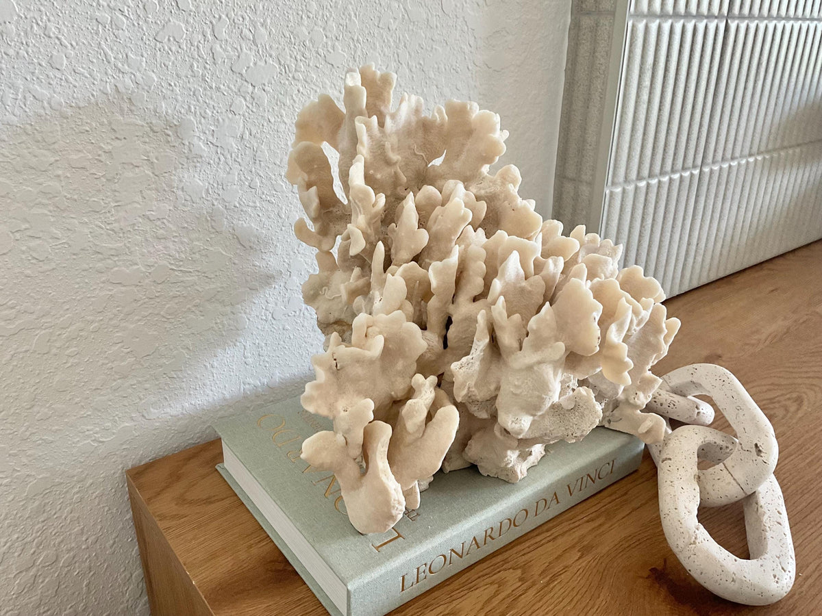 Beige Cactus Coral Fossil 13" x 11" x 10" XL Extra Large 100% Natural Specimen