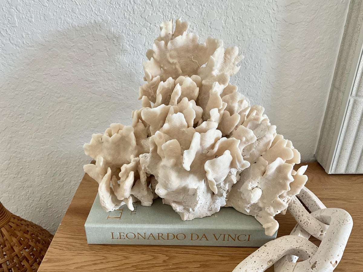 Beige Cactus Coral Fossil 13" x 11" x 10" XL Extra Large 100% Natural Specimen