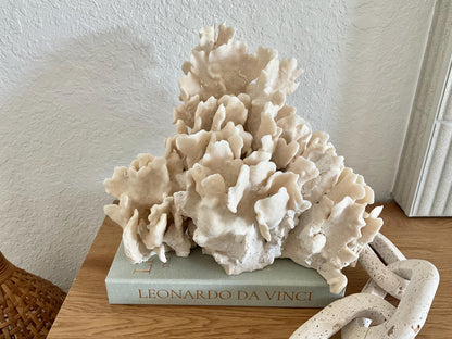 Beige Cactus Coral Fossil 13" x 11" x 10" XL Extra Large 100% Natural Specimen