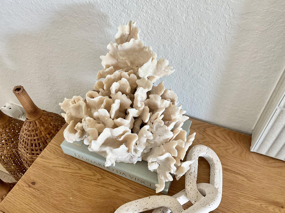 Beige Cactus Coral Fossil 13" x 11" x 10" XL Extra Large 100% Natural Specimen
