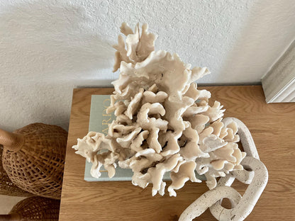 Beige Cactus Coral Fossil 13" x 11" x 10" XL Extra Large 100% Natural Specimen