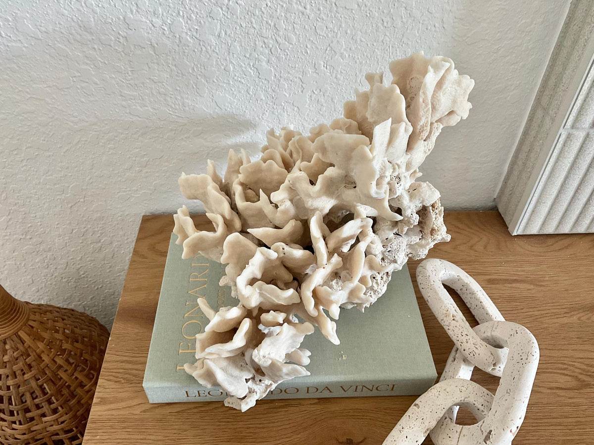 Beige Cactus Coral Fossil 13" x 11" x 10" XL Extra Large 100% Natural Specimen