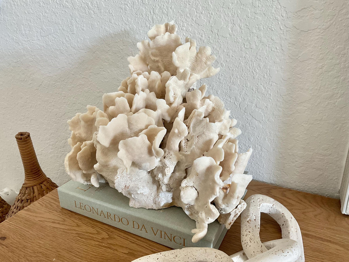 Beige Cactus Coral Fossil 13" x 11" x 10" XL Extra Large 100% Natural Specimen
