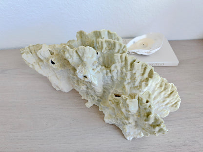 Natural Fire Slab Fossil: 18" x 8" x 6" Coastal Beach House Green Décor
