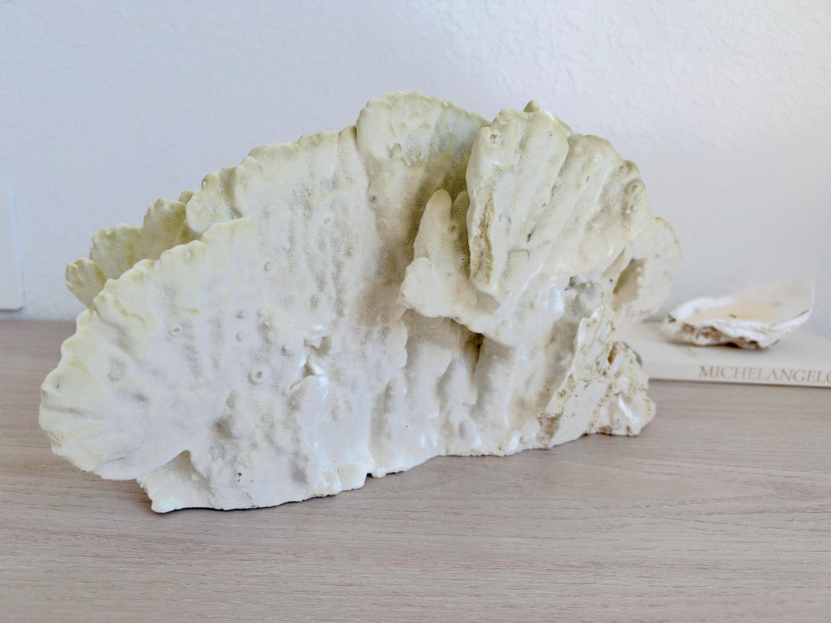 Natural Fire Slab Fossil: 18" x 8" x 6" Coastal Beach House Green Décor