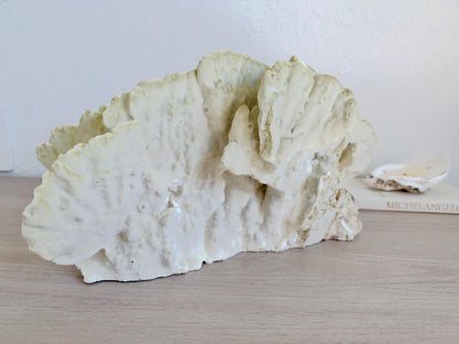 Natural Fire Slab Fossil: 18" x 8" x 6" Coastal Beach House Green Décor
