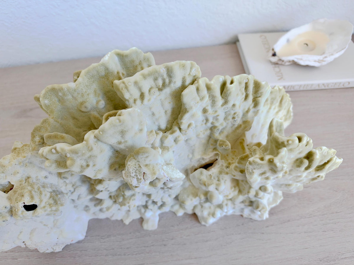 Natural Fire Slab Fossil: 18" x 8" x 6" Coastal Beach House Green Décor
