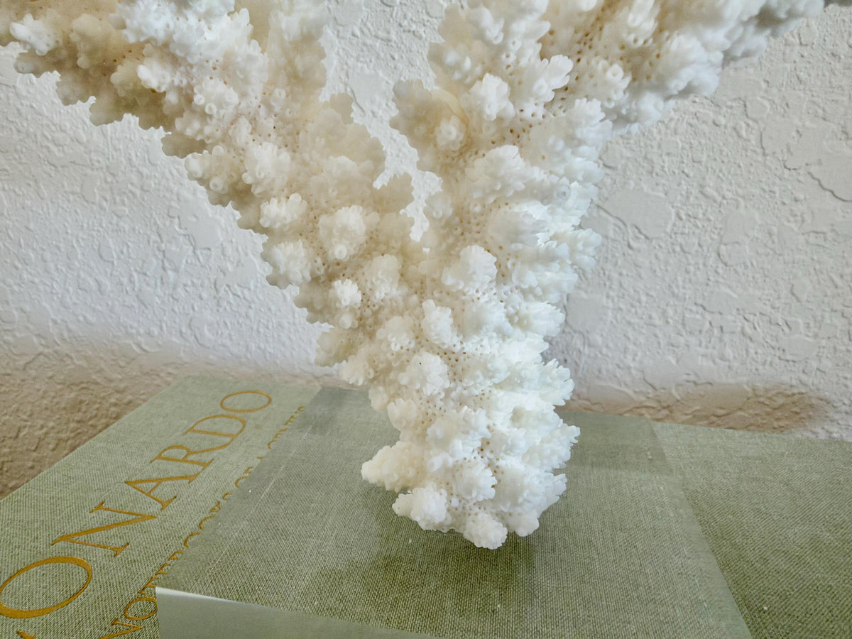 Real Branch Coral Fossil Specimen: 14.75" x 13" x 7.5" Coastal Décor (Lucite Mount)