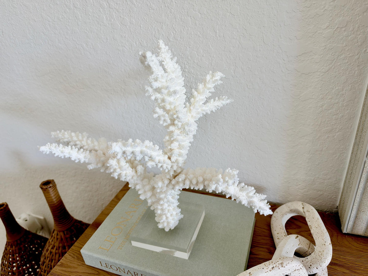 Real Branch Coral Fossil Specimen: 14.75" x 13" x 7.5" Coastal Décor (Lucite Mount)