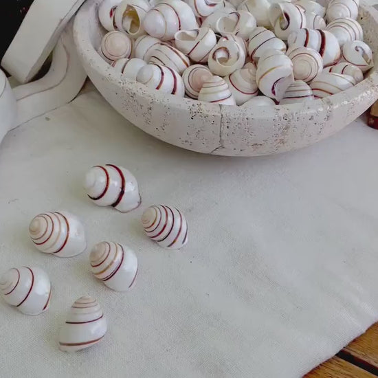 LAND SNAIL Shells *You Choose Quantity* 1.5" Natural Colored White Brown Striped Small Craft Seashells Coastal Beach Home Décor