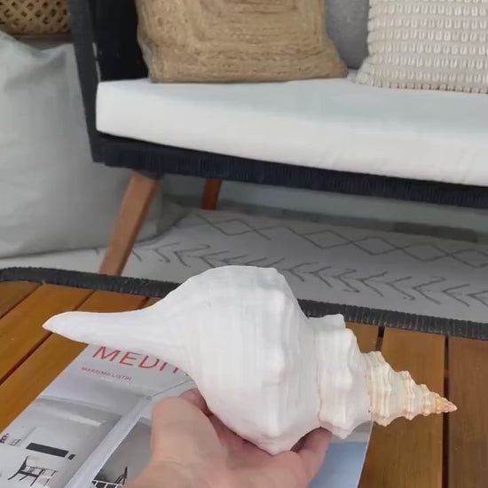 FLORIDA HORSE CONCH Shell *All Sizes* Natural Orange Display Seashell Beach House Décor