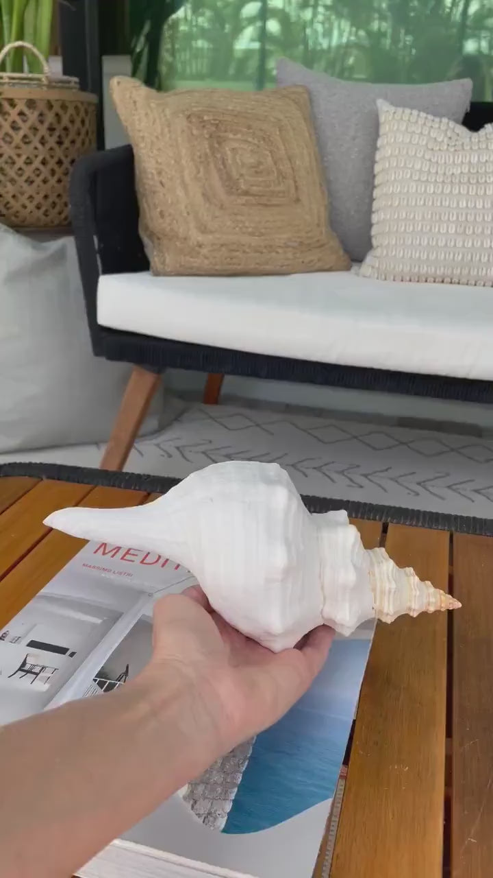 FLORIDA HORSE CONCH Shell *All Sizes* Natural Orange Display Seashell Beach House Décor