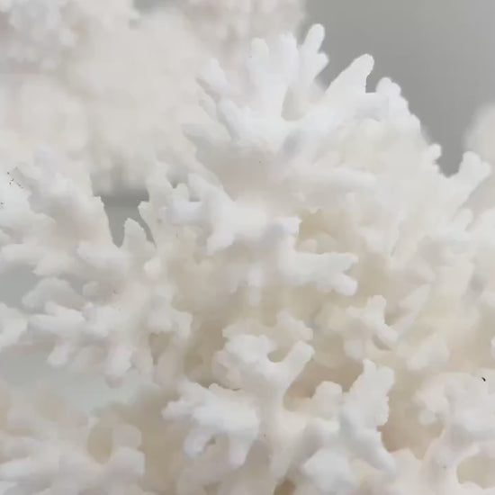 LACE Coral White All Sizes Authentic Natural Real Sea Fossil Coastal Décor Ocean Beach House Organic Sustainable Nature Art Aquarium