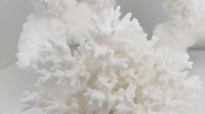 LACE Coral White All Sizes Authentic Natural Real Sea Fossil Coastal Décor Ocean Beach House Organic Sustainable Nature Art Aquarium