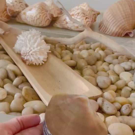 Coastal Gift Box Black Lip Shell Irredescent Seashell Jewelry Box Trinket Dish 4" Beach Décor Mother of Pearl Abalone