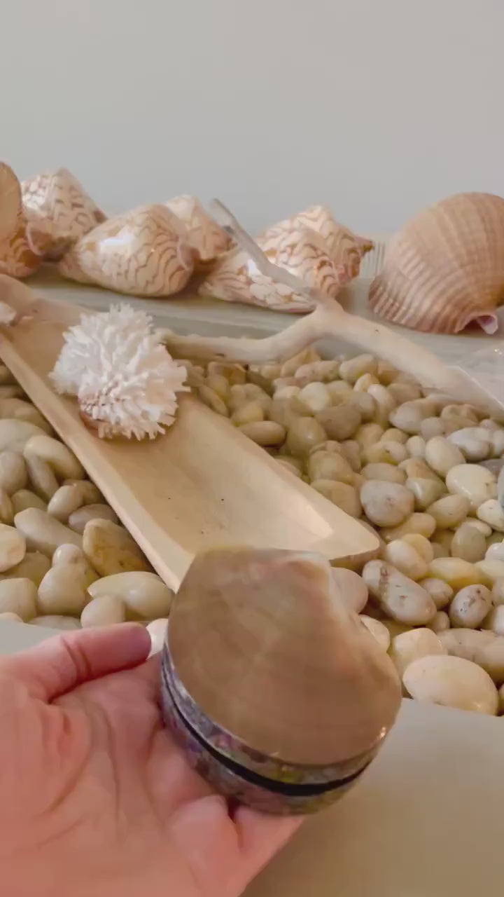 Coastal Gift Box Black Lip Shell Irredescent Seashell Jewelry Box Trinket Dish 4" Beach Décor Mother of Pearl Abalone