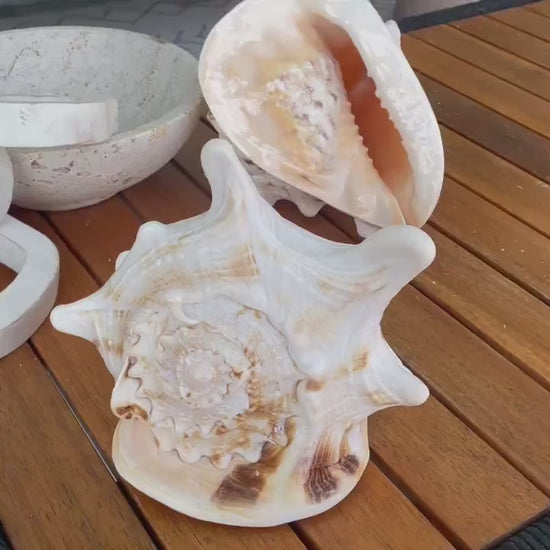 YELLOW HORNED HELMET Shell *All Sizes* Natural Orange Polished Glossy Interior Display Seashell Cassis Cornuta Coastal Beach Home Décor