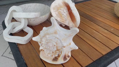 YELLOW HORNED HELMET Shell *All Sizes* Natural Orange Polished Glossy Interior Display Seashell Cassis Cornuta Coastal Beach Home Décor