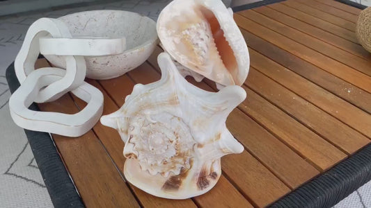 YELLOW HORNED HELMET Shell *All Sizes* Natural Orange Polished Glossy Interior Display Seashell Cassis Cornuta Coastal Beach Home Décor