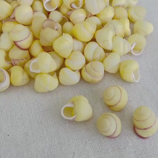 YELLOW LAND SNAIL Shells *You Choose Quantity* 3/4" Natural Colored Small Craft Seashells Coastal Beach Home Décor