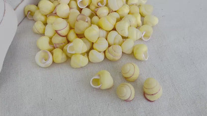 YELLOW LAND SNAIL Shells *You Choose Quantity* 3/4" Natural Colored Small Craft Seashells Coastal Beach Home Décor