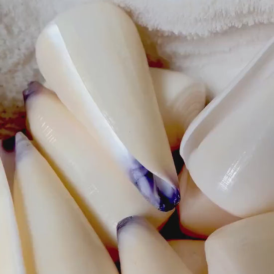 VIRGIN CONE SHELL Purple Tip *You Choose Size* Natural Light Peach Conus Virgo Display Seashell Coastal Home Décor