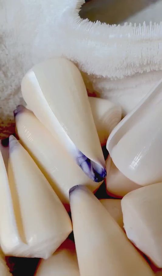 VIRGIN CONE SHELL Purple Tip *You Choose Size* Natural Light Peach Conus Virgo Display Seashell Coastal Home Décor