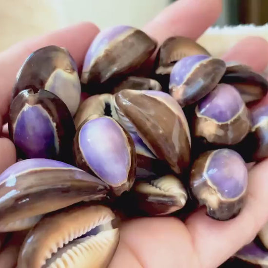 SNAKEHEAD TOP COWRIE Shells *You Choose Quantity* 1-1.25" Natural Purple Brown Glossy Shiny Small Craft Seashells Coastal Beach Home Décor