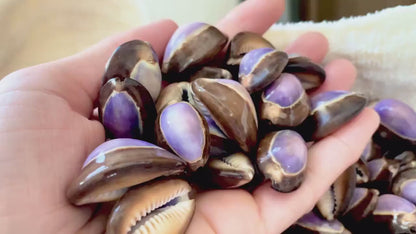 SNAKEHEAD TOP COWRIE Shells *You Choose Quantity* 1-1.25" Natural Purple Brown Glossy Shiny Small Craft Seashells Coastal Beach Home Décor